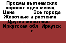 Продам вьетнамских поросят,один месяц › Цена ­ 3 000 - Все города Животные и растения » Другие животные   . Иркутская обл.,Иркутск г.